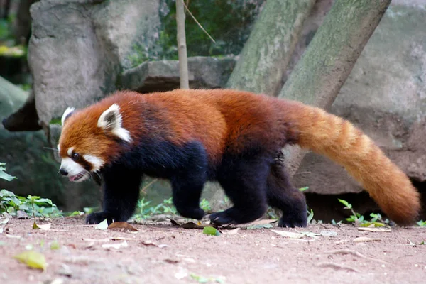 Red Panda Bear Giant Panda Conservation Center Chengdu Kiina — kuvapankkivalokuva