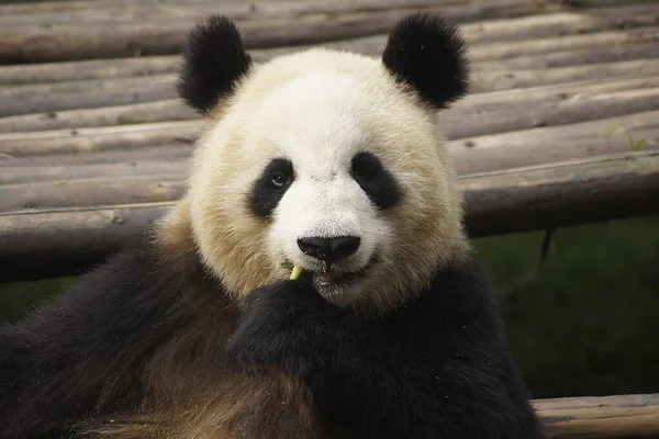 Niedźwiedź Panda Centrum Konserwatorskim Giant Panda Chengdu Chiny — Zdjęcie stockowe