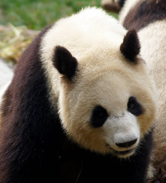 Niedźwiedź Panda Centrum Konserwatorskim Giant Panda Chengdu Chiny — Zdjęcie stockowe