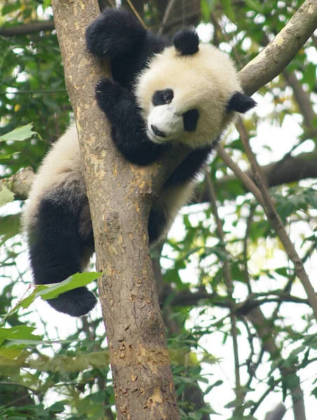 Panda Αρκούδα Στο Giant Panda Conservation Center Chengdu Κίνα — Φωτογραφία Αρχείου