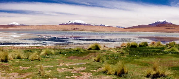 Andean Landscape Apa Lake Potosi Bolivia — Stock Photo, Image