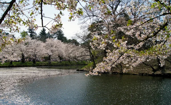 Décor Fleurs Cerisier Sakura Hirosaki Japon — Photo