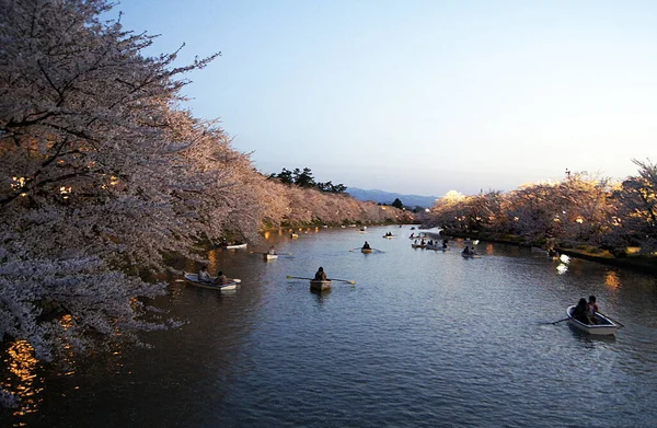 Kwiat Wiśni Sakura Hirosaki Japonia — Zdjęcie stockowe