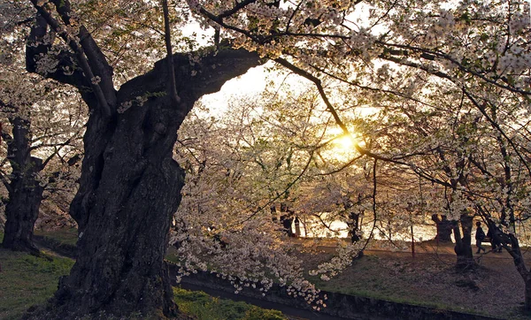 Cherry Blossom Scenérie Sakura Hirosaki Japonsko — Stock fotografie