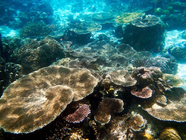 Paisagem Corais Arquipélago Raja Ampat Indonésia Ocidental — Fotografia de Stock