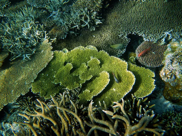 サンゴの風景 ラジャ アンパット諸島 西インドネシア — ストック写真