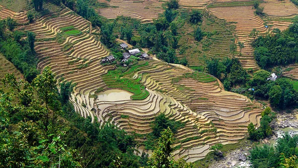 Paisaje Terrazas Arroz Sapa Vietname — Fotografia de Stock