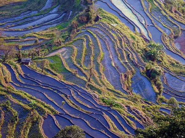 Paisaje Terrazas Arroz Yuanyuang Yunnan China — Fotografia de Stock