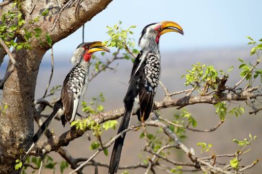 Toko Kuşu, Kruger Ulusal Parkı - Güney Afrika