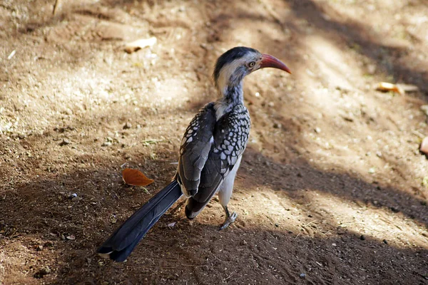 Toko Bird Kruger National Park Sud Africa — Foto Stock