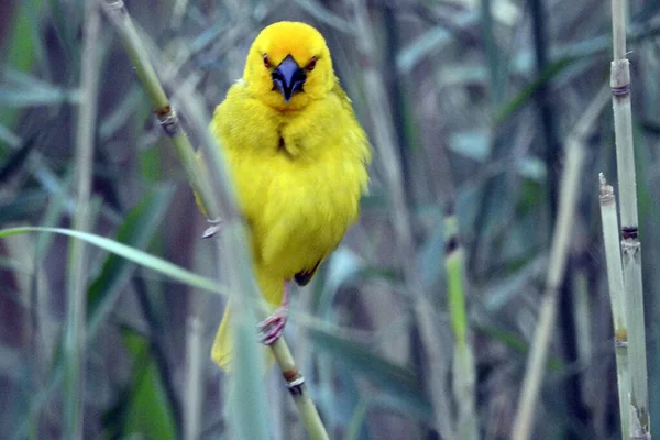 Pássaro Amarelo Parque Nacional Umfolozi África Sul — Fotografia de Stock