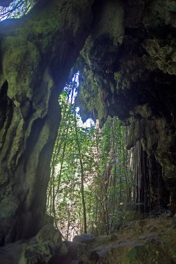 Welchman Hall Gully Parkı - Barbados