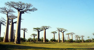 Baobab yürüyüşü, Morondava - Madagaskar