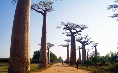 Baobab yürüyüşü, Morondava - Madagaskar