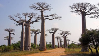 Baobab yürüyüşü, Morondava - Madagaskar