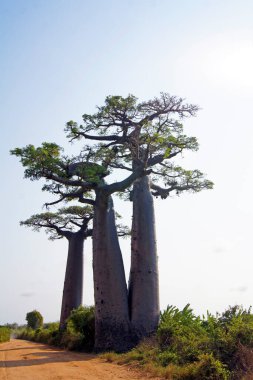 Baobab yürüyüşü, Morondava - Madagaskar