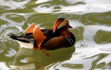 Ördek, Beihai Park Pekin - Çin