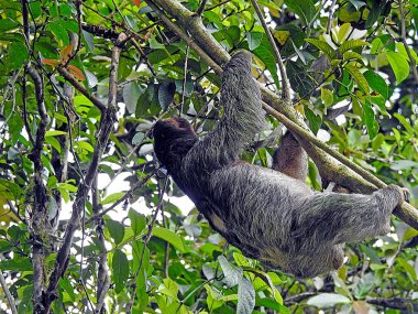 Sloth, Perezoso Pantanal Mato grosso Brezilya