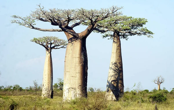 Baobab yürüyüşü, Morondava - Madagaskar