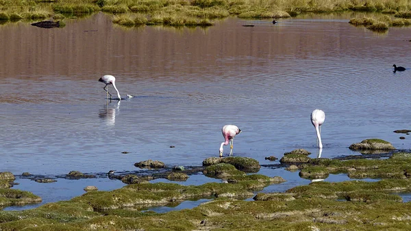 Flamingos Tatio Atacama Chile — Stockfoto