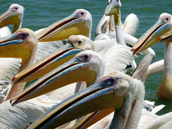 Pelikane Rio Dulce Livingston Guatemala — Stockfoto