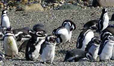 Macellan Pengueni - Otway Penguen Kolonisi, Patagonya - Şili