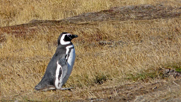 Pinguim Magalhães Colónia Pinguim Otway Patagónia Chile — Fotografia de Stock