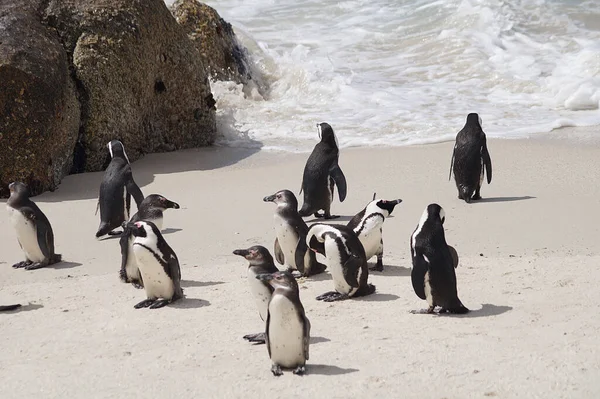 Pinguins Cabo Boulders Beach Simon Town África Sul — Fotografia de Stock