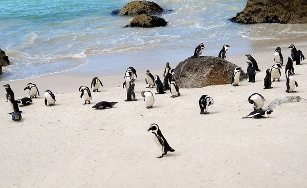 Pingwiny Przylądkowe Boulders Beach Simon Town Republika Południowej Afryki — Zdjęcie stockowe