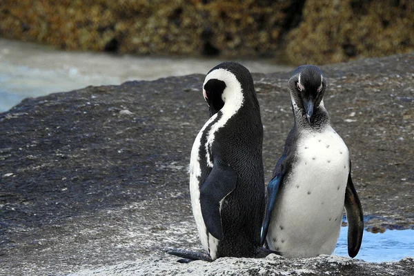 Pinguins Cabo Boulders Beach Simon Town África Sul — Fotografia de Stock