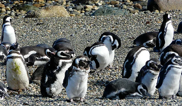 Pinguim Magalhães Colónia Pinguim Otway Patagónia Chile — Fotografia de Stock