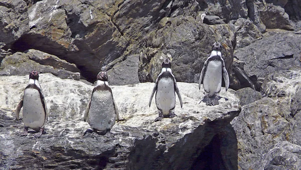 Pinguins Reserva Nacional Pinguim Humboldt Serena Chile — Fotografia de Stock