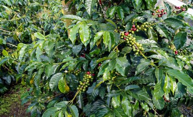 Kahve fabrikası, Eje Cafetero - Kolombiya