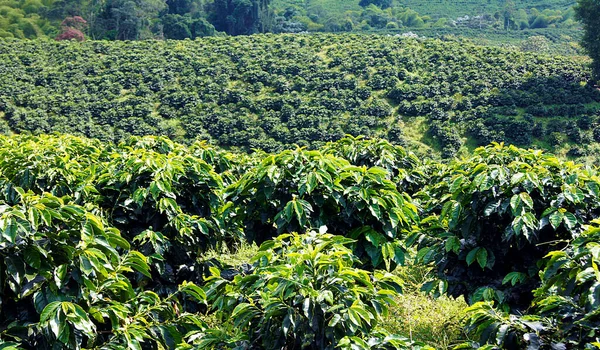 Plantacja Kawy Eje Cafetero Kolumbia — Zdjęcie stockowe