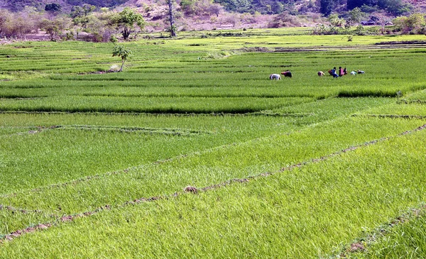 Rijstplantages Aan Rand Van Antananarivo Madagaskar — Stockfoto