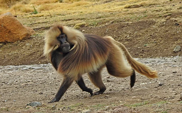 Gelada Primate Simien Mountains 埃塞俄比亚 — 图库照片