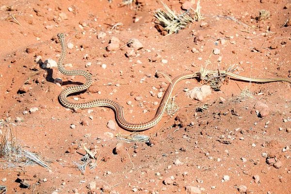 纳米比亚斯瓦科普蒙德沙漠沙蛇 — 图库照片