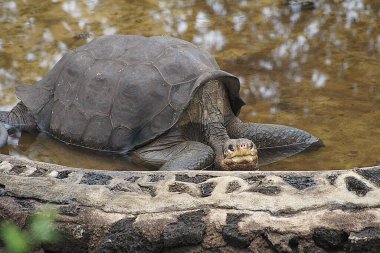 Yalnız George Kaplumbağa, Galapagos Adaları - Ekvador