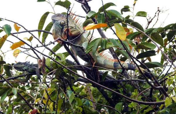 Leguan Rio Dulce Guatemala — Stockfoto