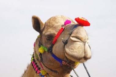 Pushkar Fuarı, Rajasthan 'da süslü bir deve.