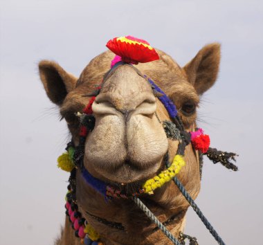 Pushkar Fuarı, Rajasthan 'da süslü bir deve.