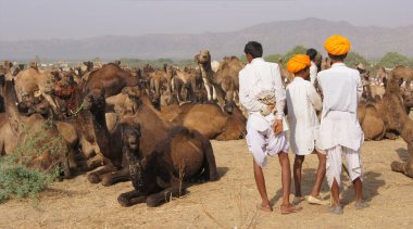 Pushkar Deve Fuarı, Rajasthan - Hindistan