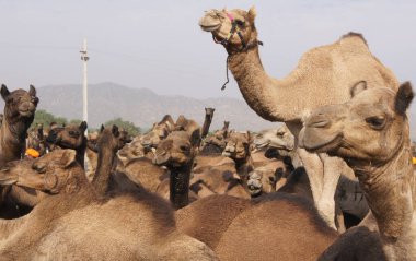 Pushkar Deve Fuarı, Rajasthan - Hindistan