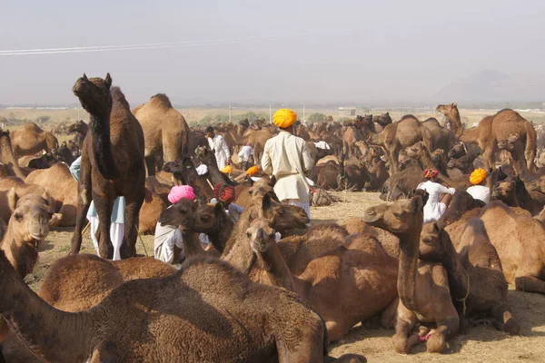 Stock image Pushkar Camel Fair, Rajasthan - India