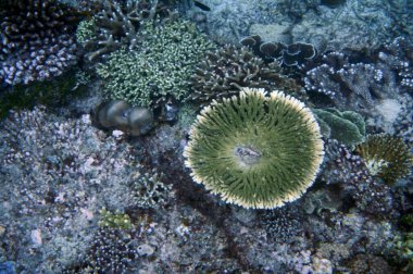 Gilis Adaları Deniz Burnu, Batı Nusa Tenggara - Endonezya