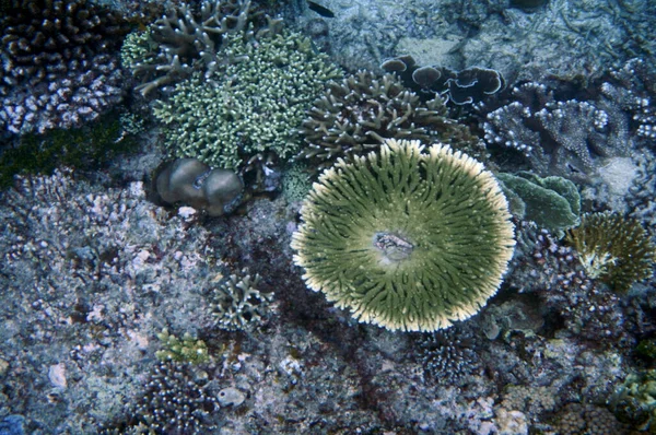 Seascape Gilis Islands West Nusa Tenggara Indonesia — Stock Photo, Image