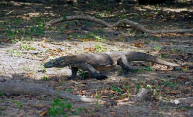 Komodo Ejderhaları, Rinca Adası - Endonezya