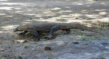 Komodo Ejderhaları, Rinca Adası - Endonezya