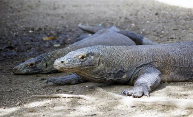 Komodo Ejderhaları, Rinca Adası - Endonezya