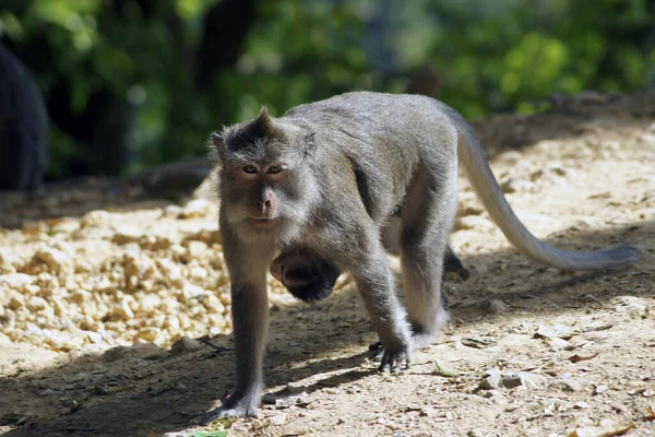 Bali Macaques Małpy Wyspie Lombok Indonezja — Zdjęcie stockowe